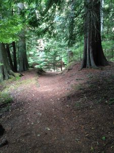[Image is a dirt path with sun filtering through the cedar trees]